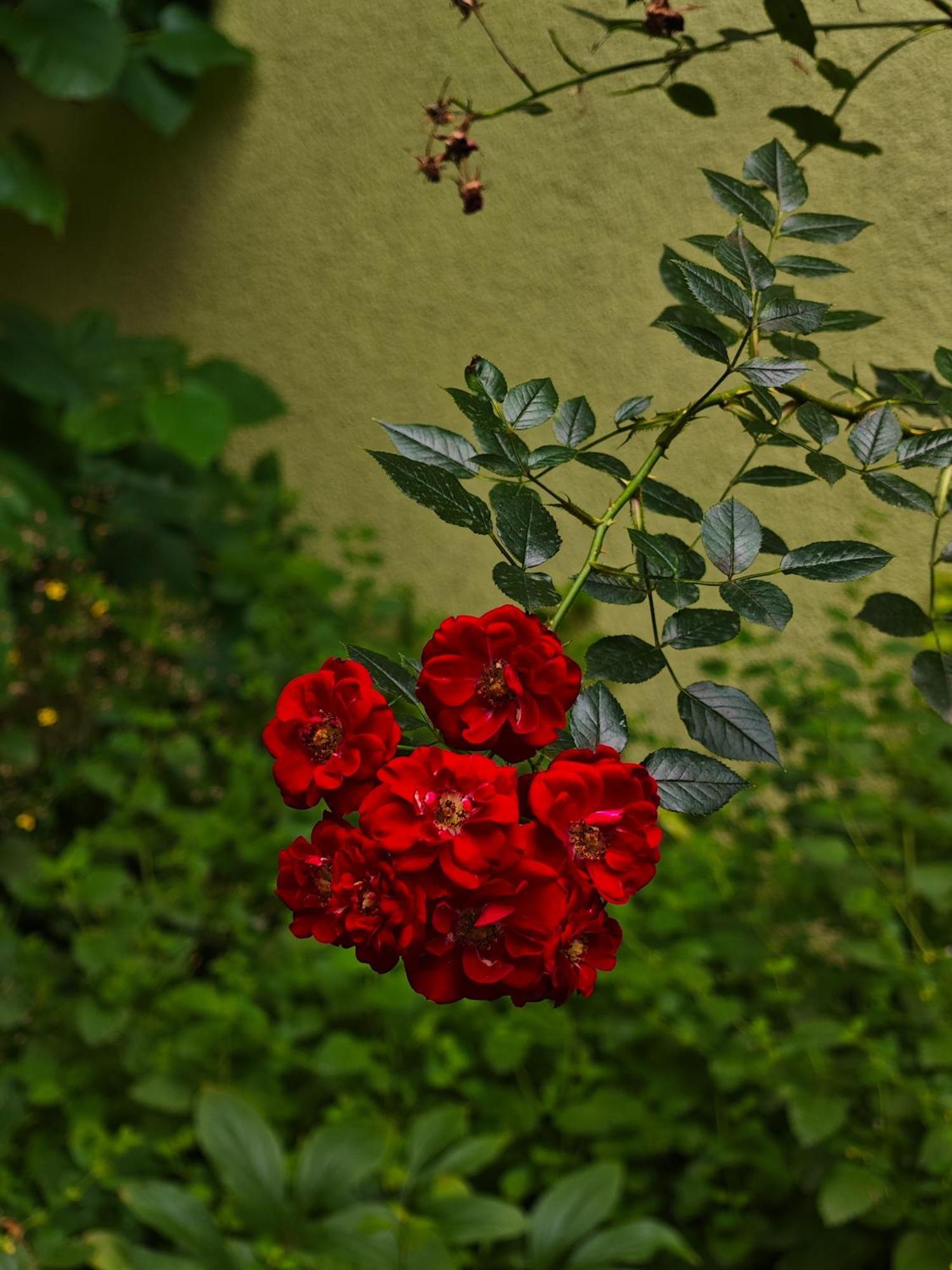 Vintage Room With Garden View Bratislava Ngoại thất bức ảnh
