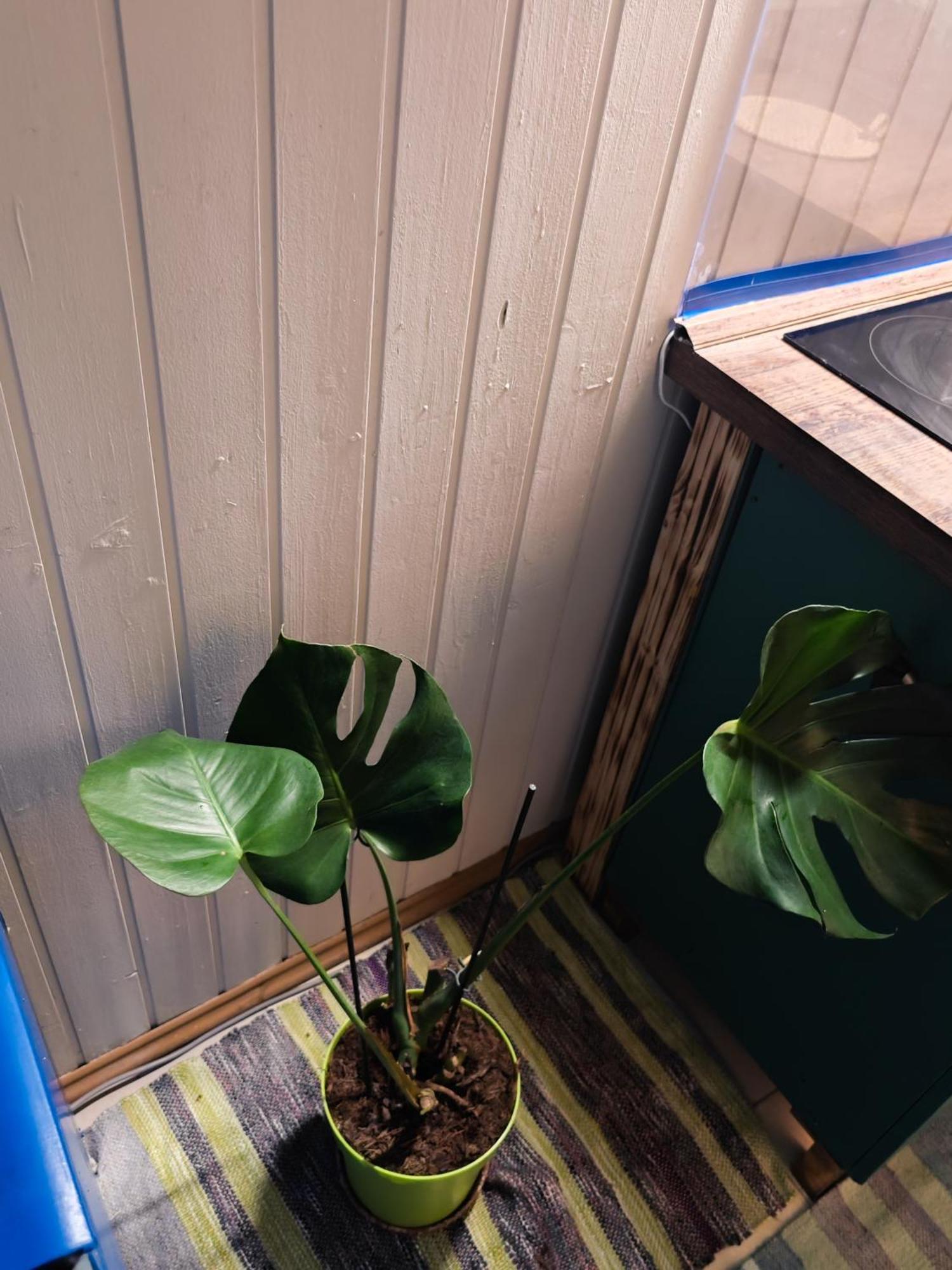 Vintage Room With Garden View Bratislava Ngoại thất bức ảnh