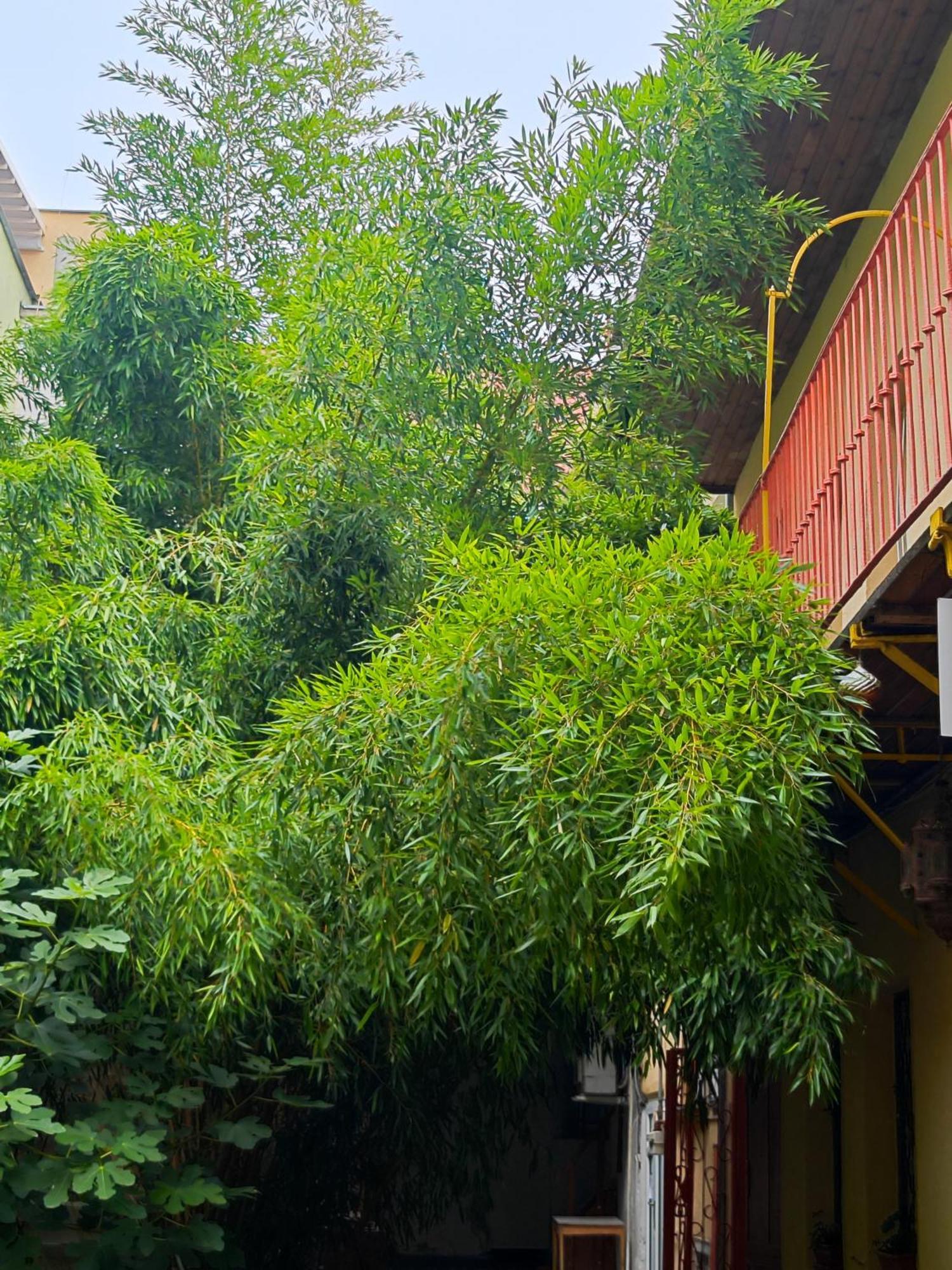 Vintage Room With Garden View Bratislava Ngoại thất bức ảnh